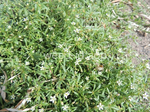 carpetweed